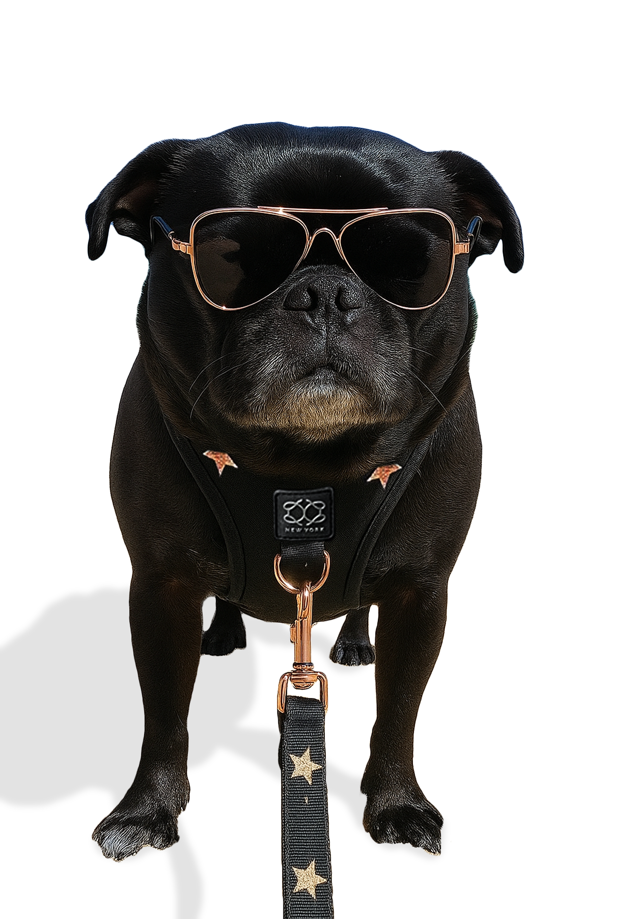 3-in-1 City Dog Leash - Rockstar