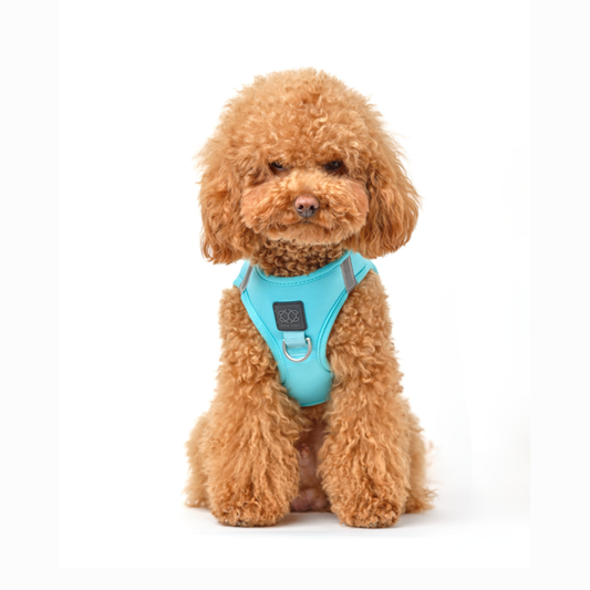 SoHo Dog Harness - Fifth Avenue
