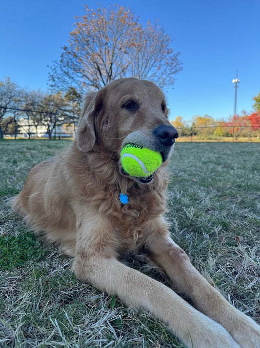The 5  essentials - Every Adventure Dog Outing.
