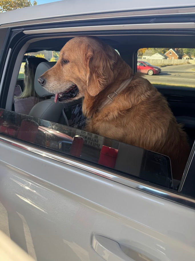 Dog Adventure Stories - Please Share