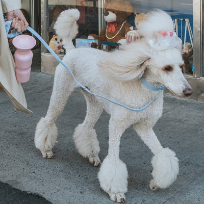 Original Dog Leash with Neoprene Handle - 5ft