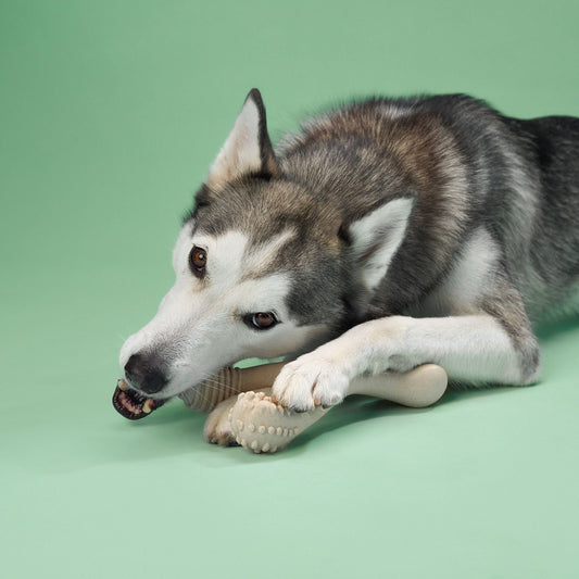 BetterBone MEDIUM Durability CHEW TOY: Perfect Chew for Everyday Chewers