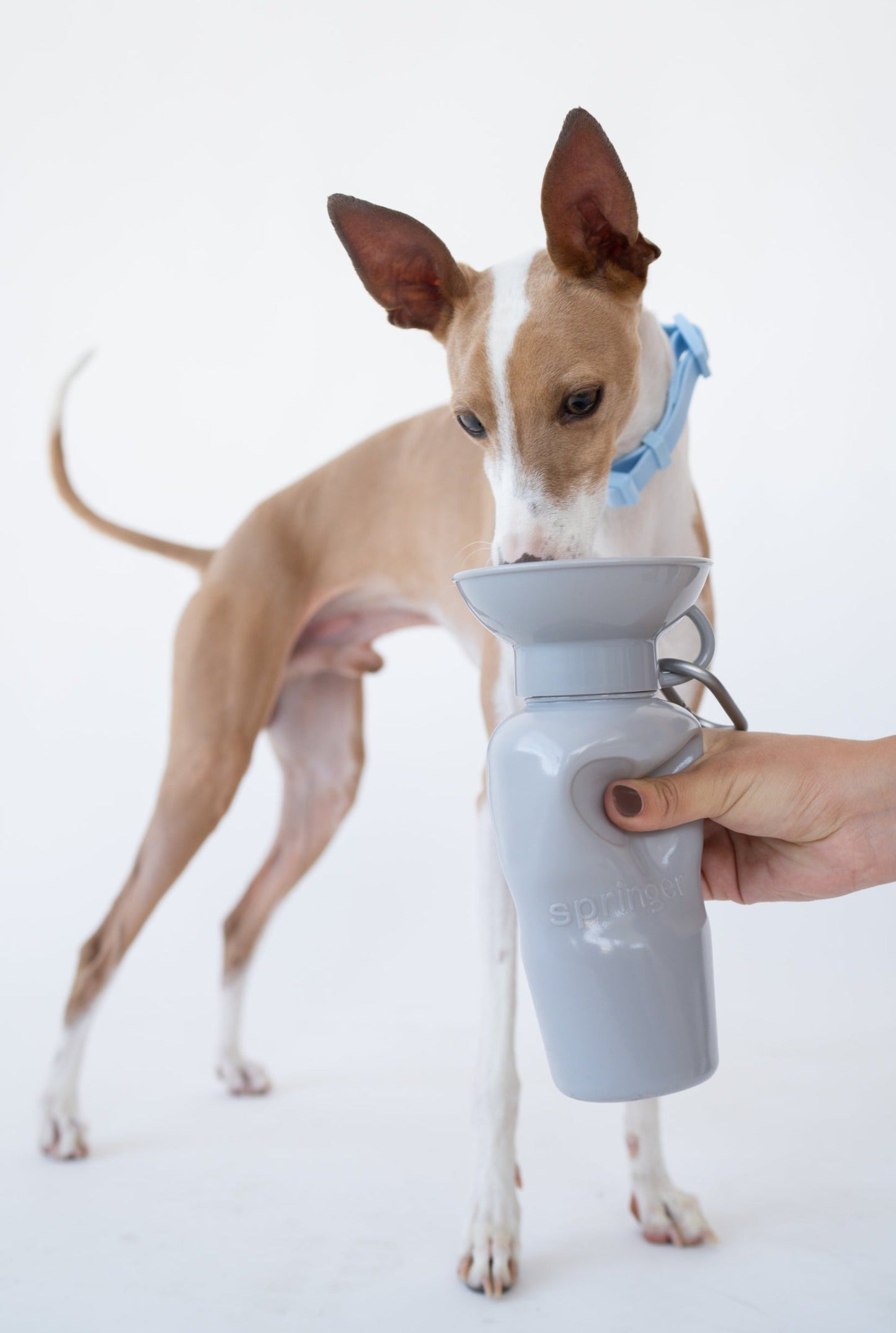22oz Original Dog Travel Water Bottle