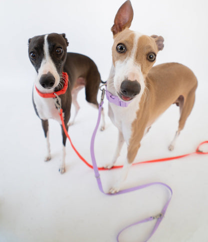 Original Dog Leash with Neoprene Handle - 5ft