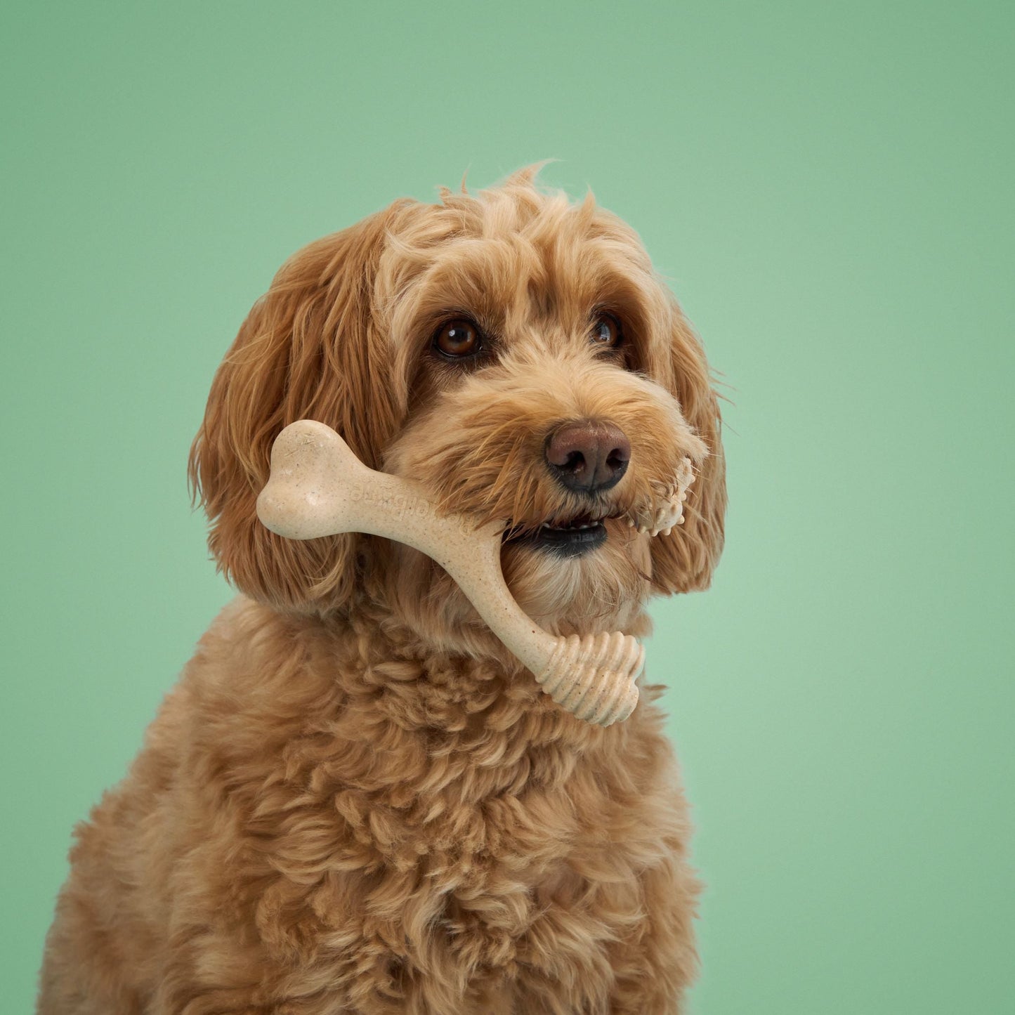 BetterBone MEDIUM Durability CHEW TOY: Perfect Chew for Everyday Chewers