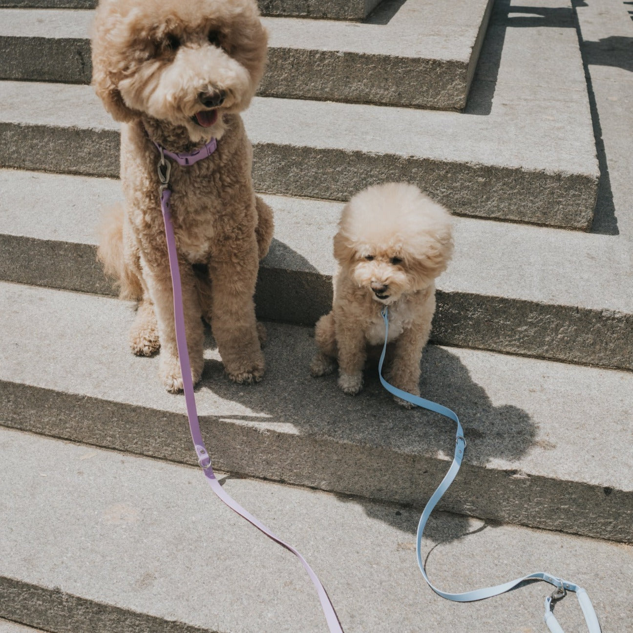 Original Dog Leash with Neoprene Handle - 5ft