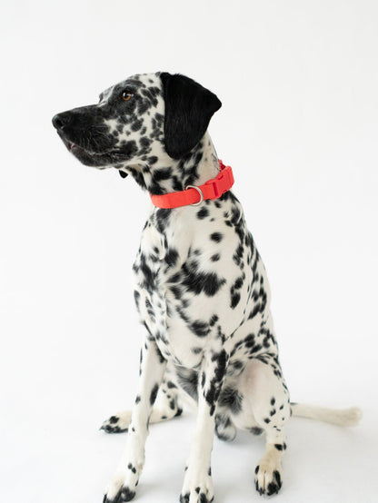 The Original Waterproof Dog Collar