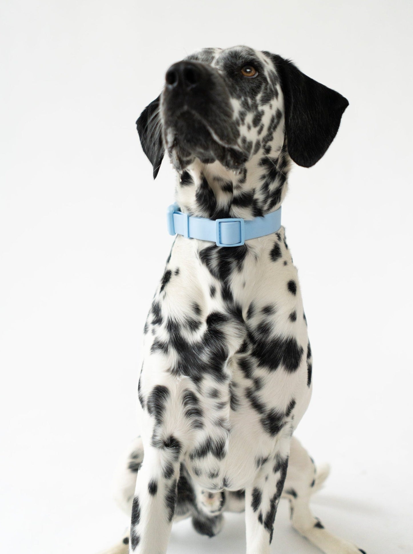 The Original Waterproof Dog Collar