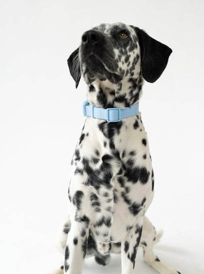 The Original Waterproof Dog Collar