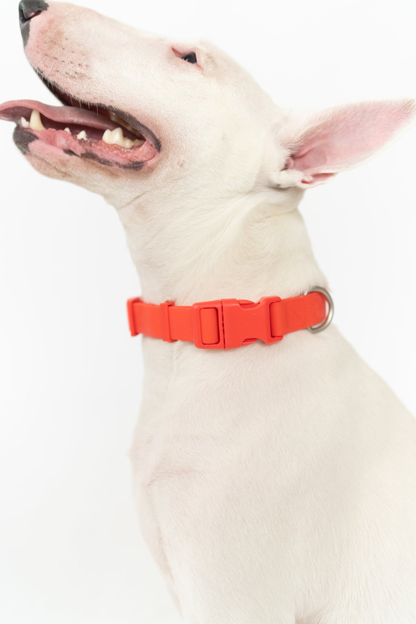 The Original Waterproof Dog Collar