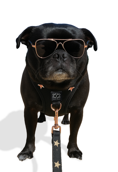 3-in-1 City Dog Leash - Rockstar