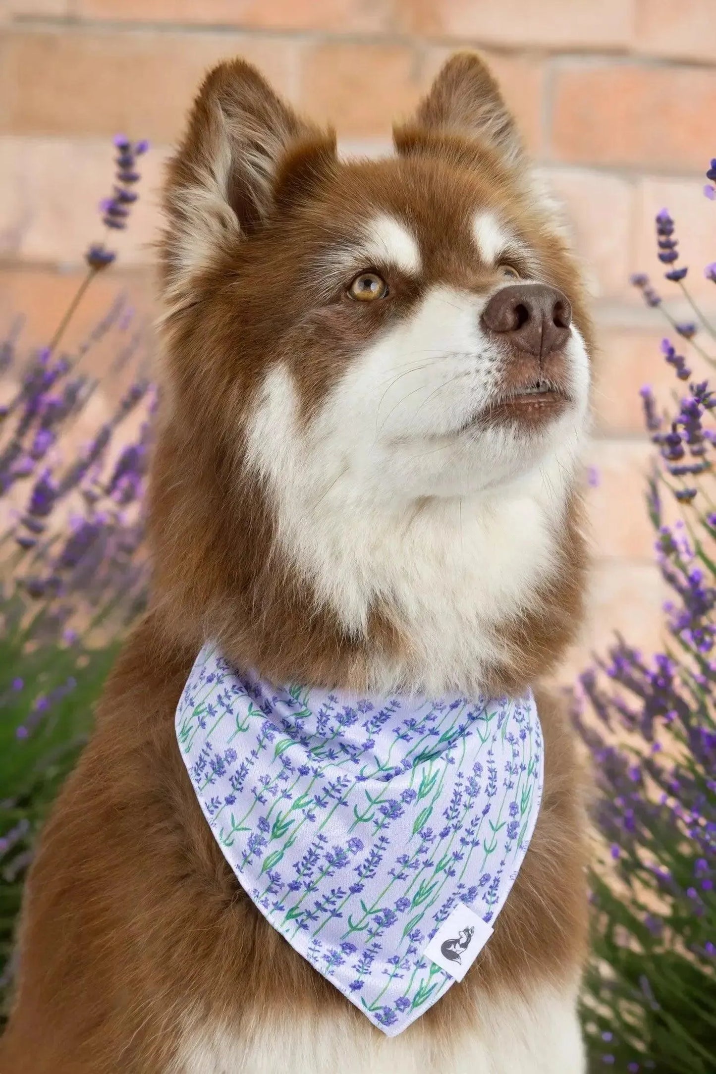 Lavender Blooms Dog Bandana & Matching Keychain