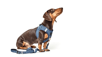 SoHo Dog Harness - Denim