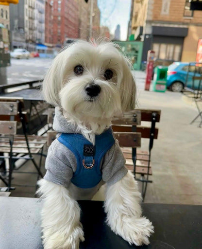 SoHo Dog Harness - Denim