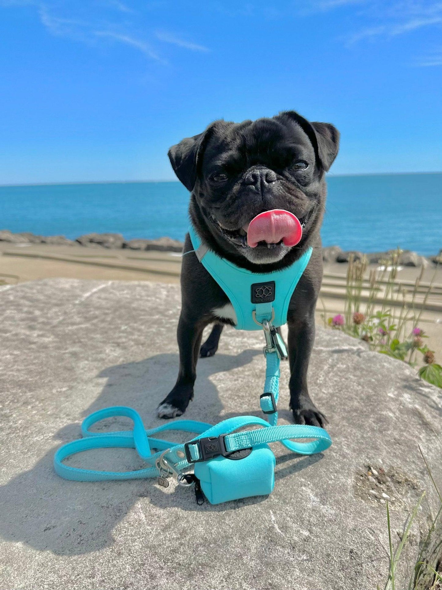 SoHo Dog Harness - Fifth Avenue