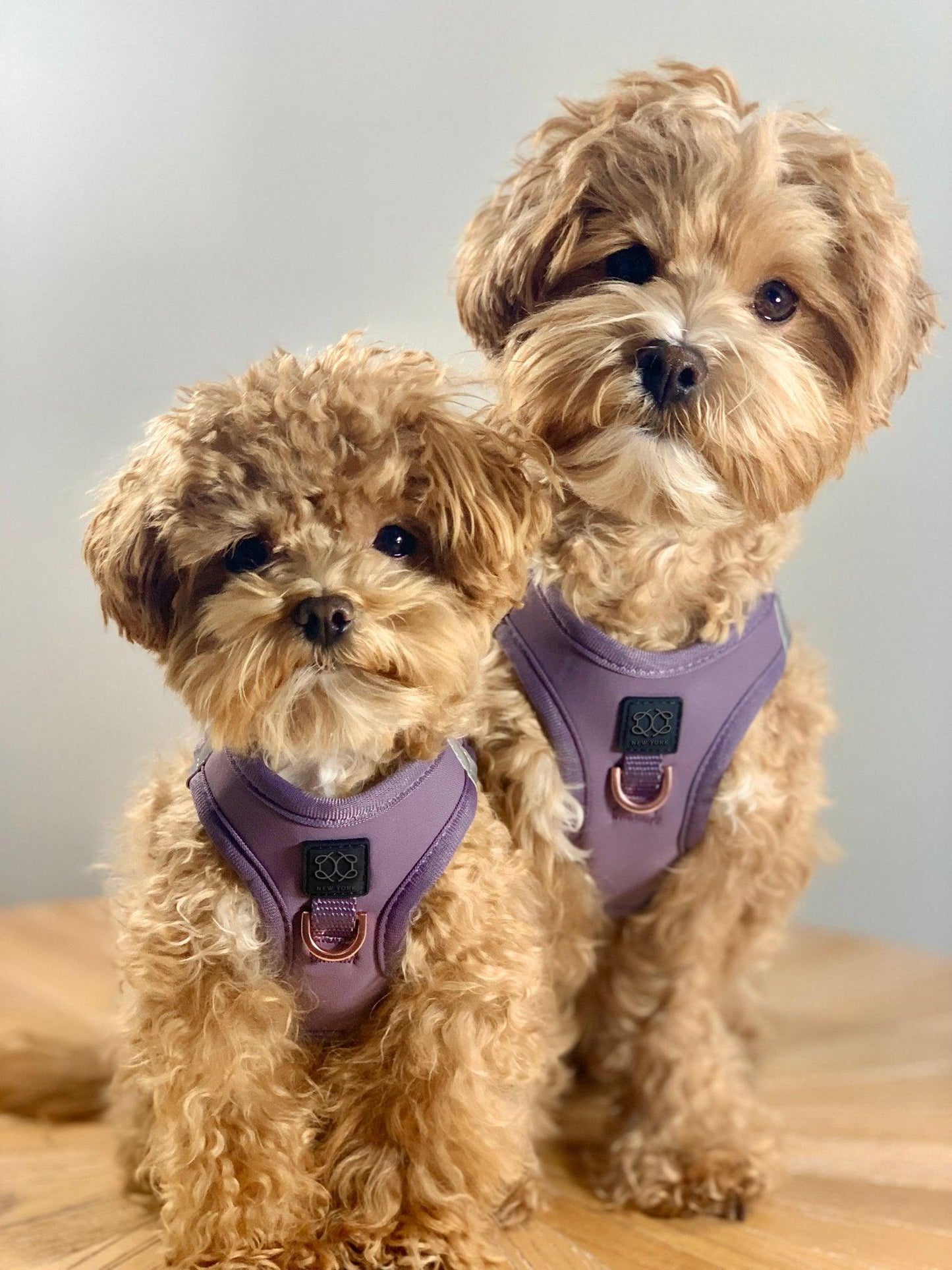 SoHo Dog Harness - Lilac Gray