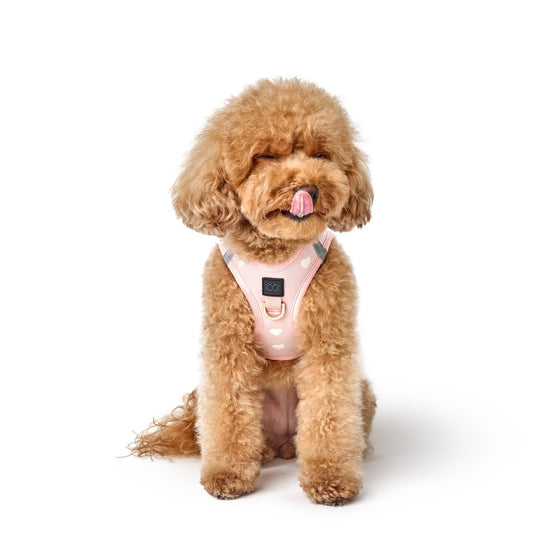 SoHo Dog Harness - Sweetheart