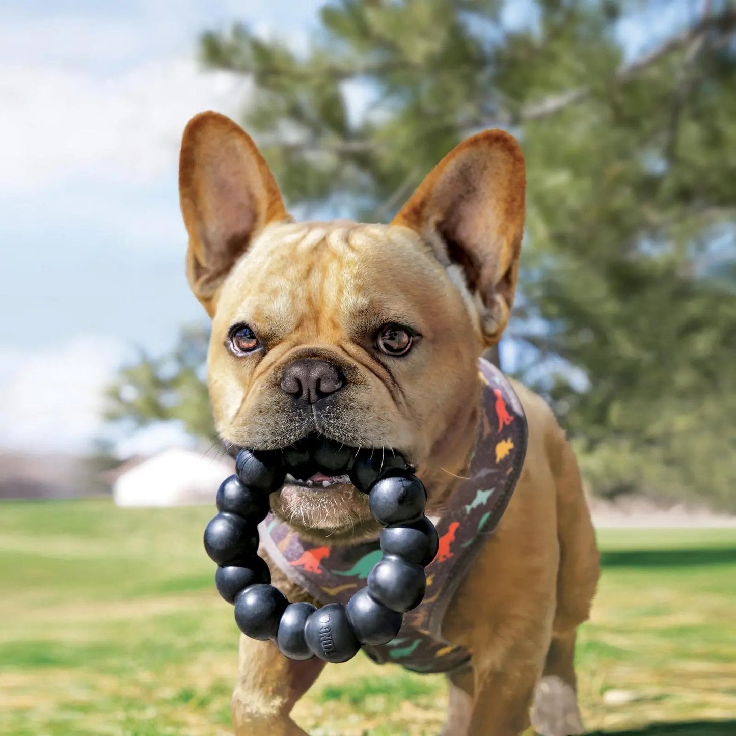 KONG X Large Durable Rubber Dog Ring Chew Toy for Healthy Teeth and Playtime