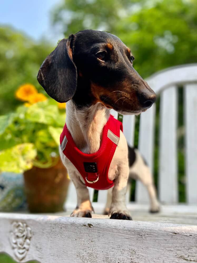 SoHo Dog Harness - Iconic Red