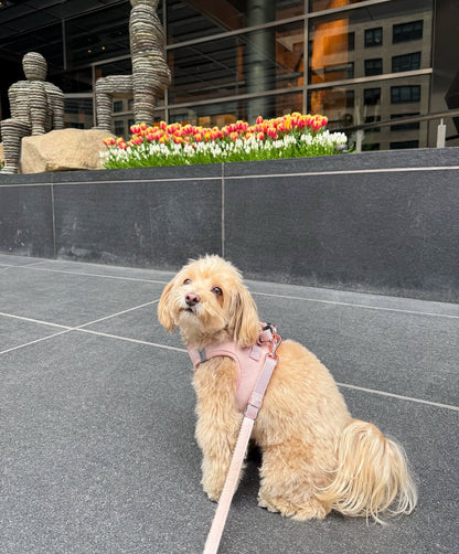 3-in-1 City Dog Leash - Blush